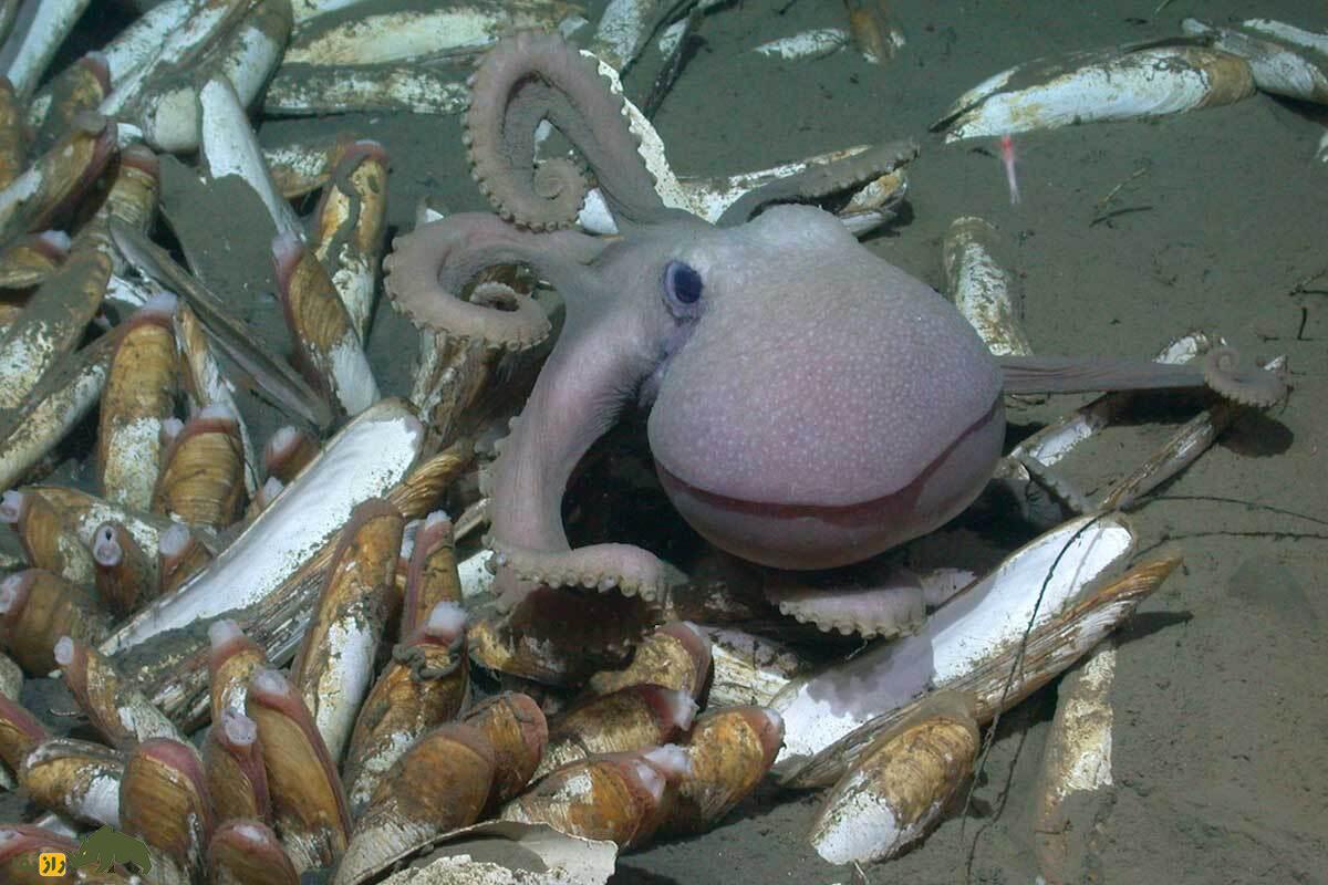 اختاپوس گرانهلدون؛ مادر افسانهای اعماق اقیانوس که نزدیک ۵ سال بدون غذا از تخمهایش مراقبت میکند اختاپوس گرانهلدون؛ مادر افسانهای اعماق اقیانوس که نزدیک ۵ سال بدون غذا از تخمهایش مراقبت میکند