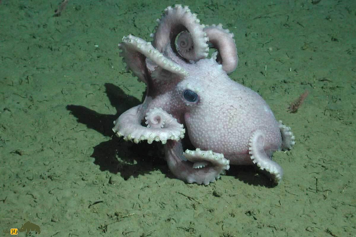 اختاپوس گرانهلدون؛ مادر افسانهای اعماق اقیانوس که نزدیک ۵ سال بدون غذا از تخمهایش مراقبت میکند اختاپوس گرانهلدون؛ مادر افسانهای اعماق اقیانوس که نزدیک ۵ سال بدون غذا از تخمهایش مراقبت میکند