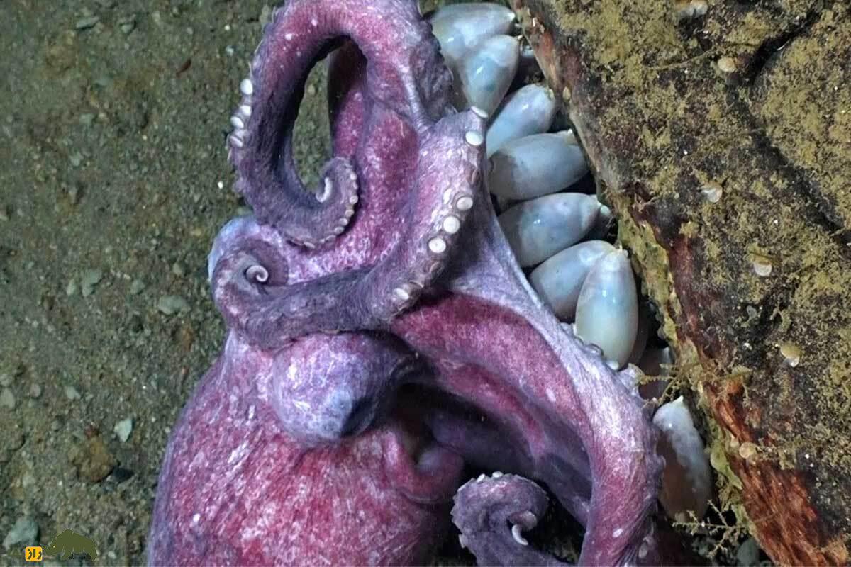 اختاپوس گرانهلدون؛ مادر افسانهای اعماق اقیانوس که نزدیک ۵ سال بدون غذا از تخمهایش مراقبت میکند اختاپوس گرانهلدون؛ مادر افسانهای اعماق اقیانوس که نزدیک ۵ سال بدون غذا از تخمهایش مراقبت میکند