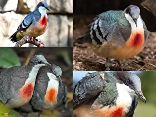 کبوتر دل‌خون؛ کمیاب‌ترین پرنده زمینی جهان که انگار سینه‌اش گلوله خورده و تنها در جنگل‌های یک جزیره زندگی می‌کند