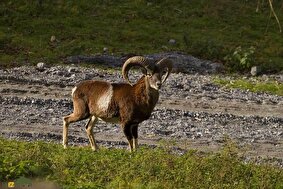 گوسفند وحشی لارستان؛ کوچکترین و گرانترین قوچ جهان که در تنها در استان فارس زندگی می‌کند و شکار آن ۱۴ میلیارد برای شکارچیان هزینه دارد