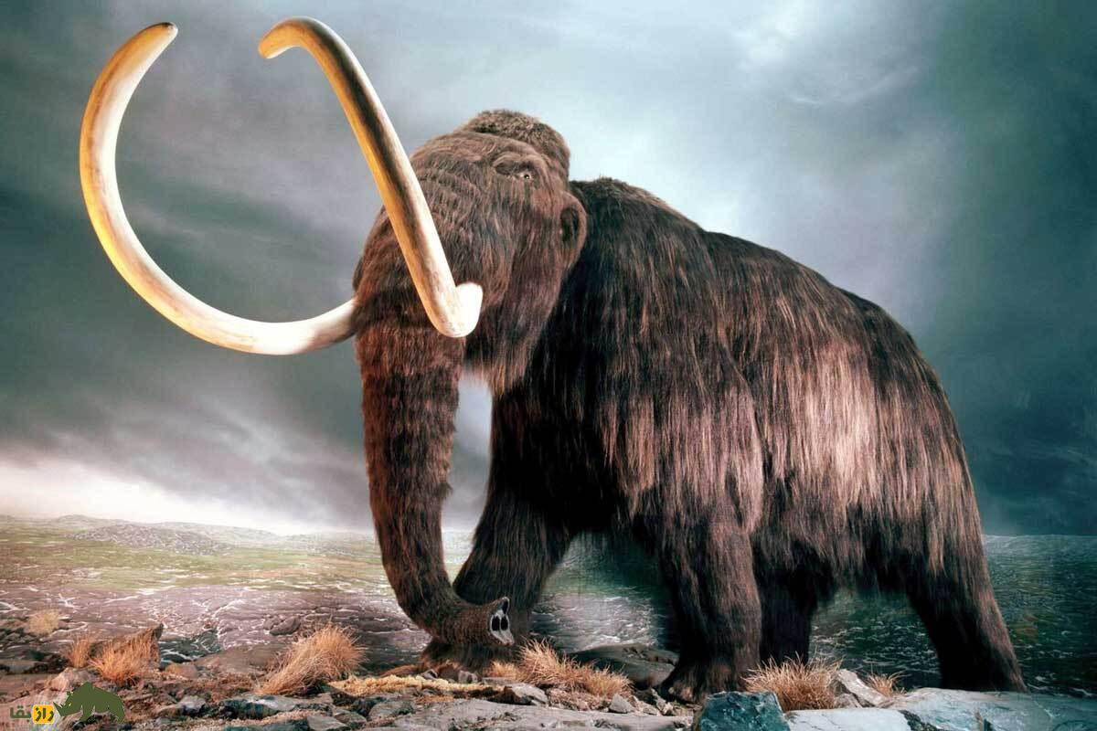 وقتی اروپا و ایران پر از فیل بود؛ آیا انسانهای اولیه و نئاندرتالها همزمان با ماموتهای غولپیکر زندگی میکردند؟ وقتی اروپا و ایران پر از فیل بود؛ آیا انسانهای اولیه و نئاندرتالها همزمان با ماموتهای غولپیکر زندگی میکردند؟