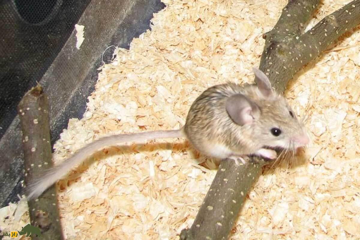 زیباموش فشمی؛ همستر دمدراز کمیاب ایران که در کوههای البرز زندگی میکند و نقش حیاتی در اکوسیستم طبیعی دارد زیباموش فشمی؛ همستر دمدراز کمیاب ایران که در کوههای البرز زندگی میکند و نقش حیاتی در اکوسیستم طبیعی دارد