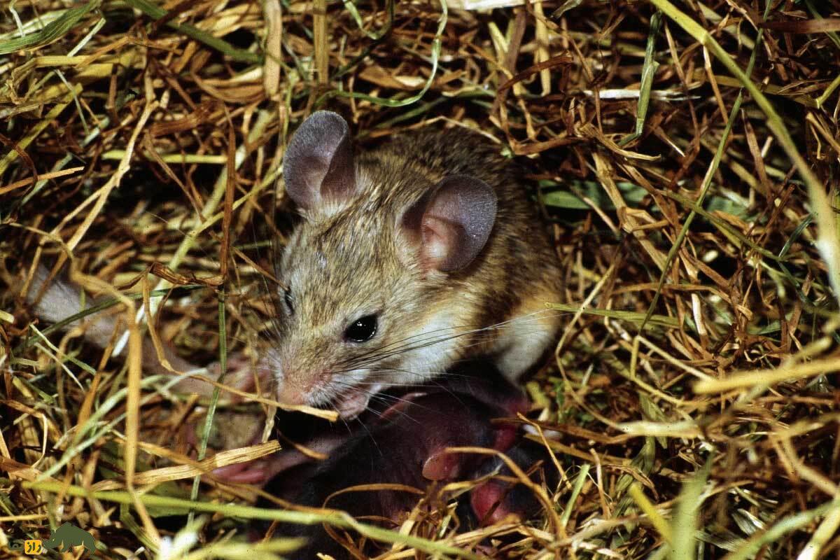زیباموش فشمی؛ همستر دمدراز کمیاب ایران که در کوههای البرز زندگی میکند و نقش حیاتی در اکوسیستم طبیعی دارد زیباموش فشمی؛ همستر دمدراز کمیاب ایران که در کوههای البرز زندگی میکند و نقش حیاتی در اکوسیستم طبیعی دارد