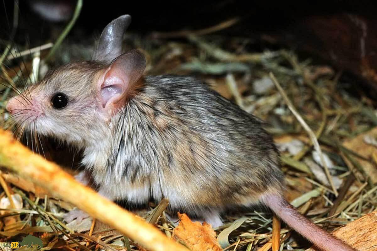 زیباموش فشمی؛ همستر دمدراز کمیاب ایران که در کوههای البرز زندگی میکند و نقش حیاتی در اکوسیستم طبیعی دارد زیباموش فشمی؛ همستر دمدراز کمیاب ایران که در کوههای البرز زندگی میکند و نقش حیاتی در اکوسیستم طبیعی دارد