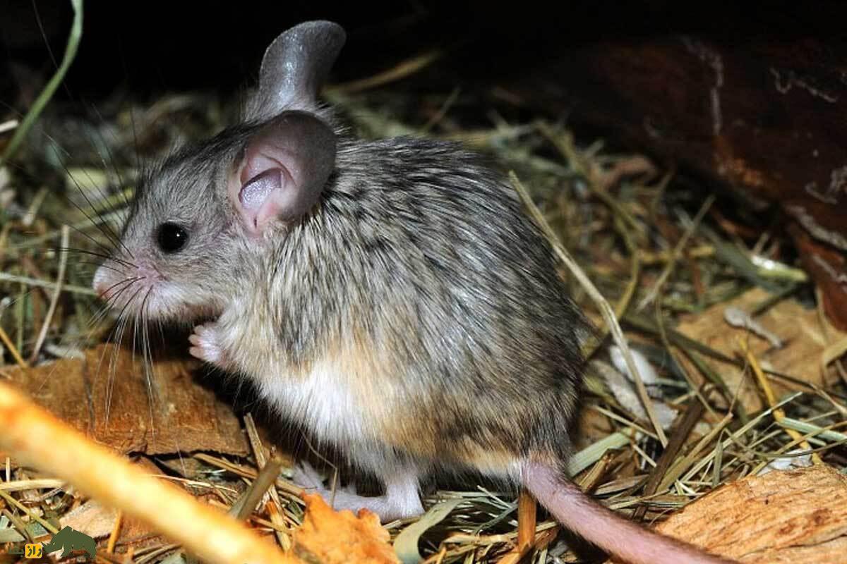 زیباموش فشمی؛ همستر دمدراز کمیاب ایران که در کوههای البرز زندگی میکند و نقش حیاتی در اکوسیستم طبیعی دارد زیباموش فشمی؛ همستر دمدراز کمیاب ایران که در کوههای البرز زندگی میکند و نقش حیاتی در اکوسیستم طبیعی دارد