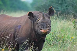 فیلمی از مبارزه هولناک دو کرگدن سیاه آفریقایی؛ کرگدن قوی‌تر با شاخ شکم دیگری را پاره کرد