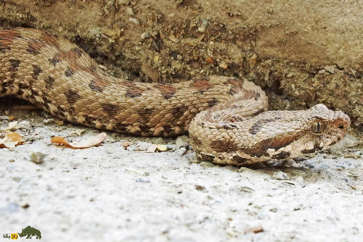 افعی لطیفی دماوند؛ راز مار کمیاب دشت لار که تنها در ایران زندگی می‌کند و با شکار جوندگان در ارتفاعات، در معرض خطر انقراض است