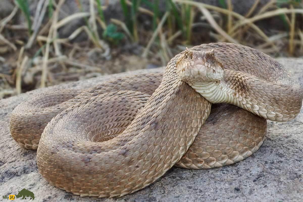 افعی لطیفی دماوند؛ راز مار کمیاب دشت لار که تنها در ایران زندگی می‌کند و با شکار جوندگان در ارتفاعات، در معرض خطر انقراض است