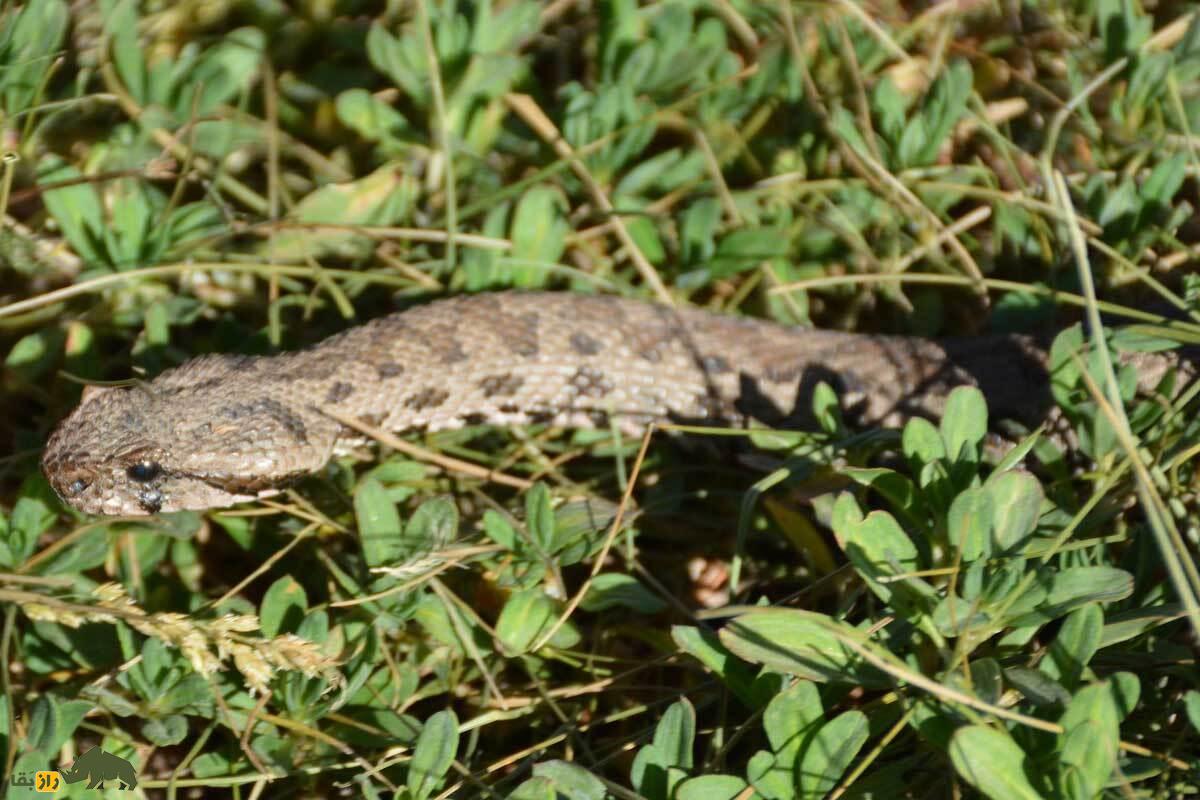 افعی لطیفی دماوند؛ راز مار کمیاب دشت لار که تنها در ایران زندگی می‌کند و با شکار جوندگان در ارتفاعات، در معرض خطر انقراض است