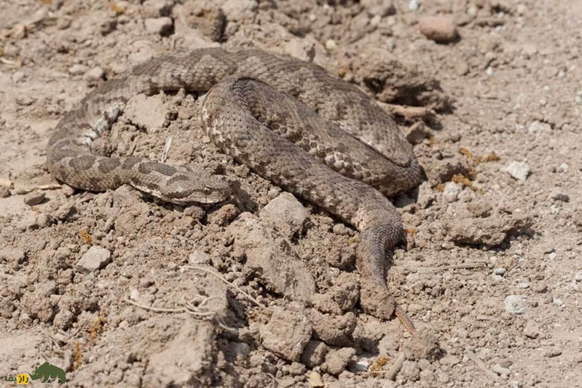 افعی لطیفی دماوند؛ راز مار کمیاب دشت لار که تنها در ایران زندگی می‌کند و با شکار جوندگان در ارتفاعات، در معرض خطر انقراض است