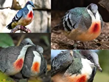 کبوتر دل‌خون؛ کمیاب‌ترین پرنده زمینی جهان که انگار سینه‌اش گلوله خورده و تنها در جنگل‌های یک جزیره زندگی می‌کند