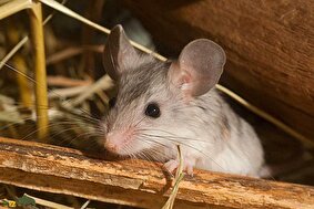 زیباموش فشمی؛ همستر دم‌دراز کمیاب ایران که در کوه‌های البرز زندگی می‌کند و نقش حیاتی در اکوسیستم طبیعی دارد