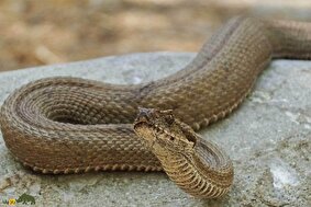 افعی لطیفی دماوند؛ مار افسانه‌ای و کمیاب کوهپایه دماوند که تنها در ایران زندگی می‌کند و در معرض انقراض است