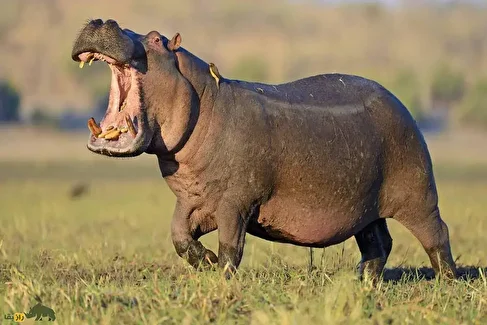 تمساح نگون بخت به اشتباه وارد قلمرو اسب‌های آبی شد و به وسیله ۳۰ اسب آبی تکه تکه شد!