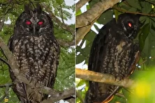 جغد استیجیان؛ ترسناک‌ترین جغد دنیا معروف به «جغد شیطانی» که چشمانی قرمز دارد و خفاش‌ها را در حال پرواز شکار می‌کند