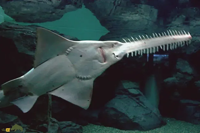 ارّه‌ماهی سبز؛ غول بی‌رحم ۷ متری خلیج فارس که با پوزه ارّه‌ای خود شکار می‌کند و نسلش به سرعت در حال نابودی است!