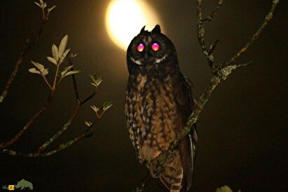 جغد استیجیان؛ ترسناک‌ترین جغد دنیا معروف به «جغد شیطانی» که چشمانی قرمز دارد و خفاش‌ها را در حال پرواز شکار می‌کند