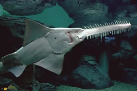 ارّه‌ماهی سبز؛ غول بی‌رحم ۷ متری خلیج فارس که با پوزه ارّه‌ای خود شکار می‌کند و نسلش به سرعت در حال نابودی است!