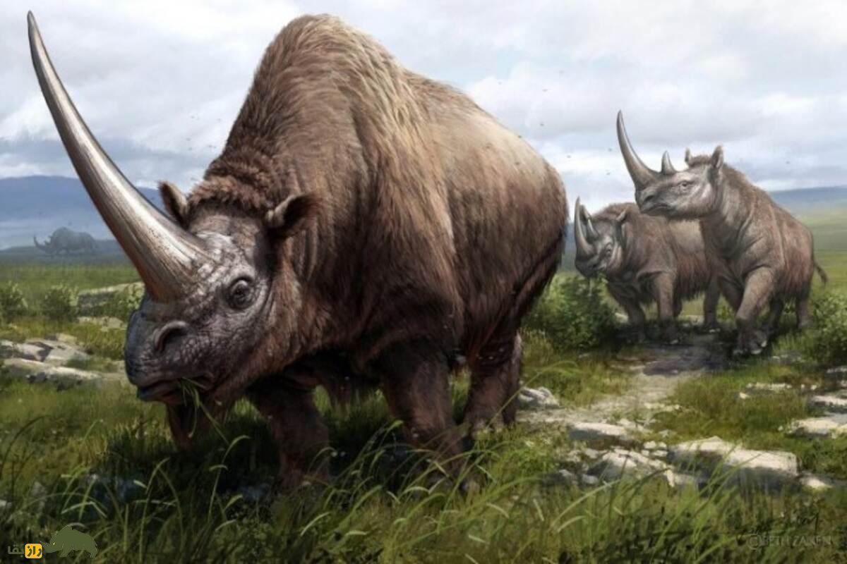 کرگدن پوزهباریک؛ غول دشتهای کرمانشاه با شاخهایی منحصربهفرد و پوزهای متفاوت کرگدن پوزهباریک؛ غول دشتهای کرمانشاه با شاخهایی منحصربهفرد و پوزهای متفاوت