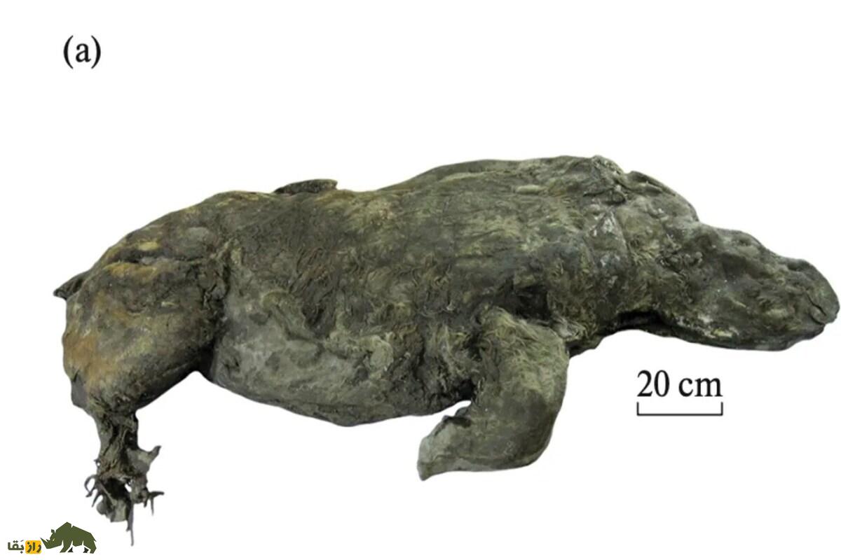 کرگدن پوزهباریک؛ غول دشتهای کرمانشاه با شاخهایی منحصربهفرد و پوزهای متفاوت کرگدن پوزهباریک؛ غول دشتهای کرمانشاه با شاخهایی منحصربهفرد و پوزهای متفاوت