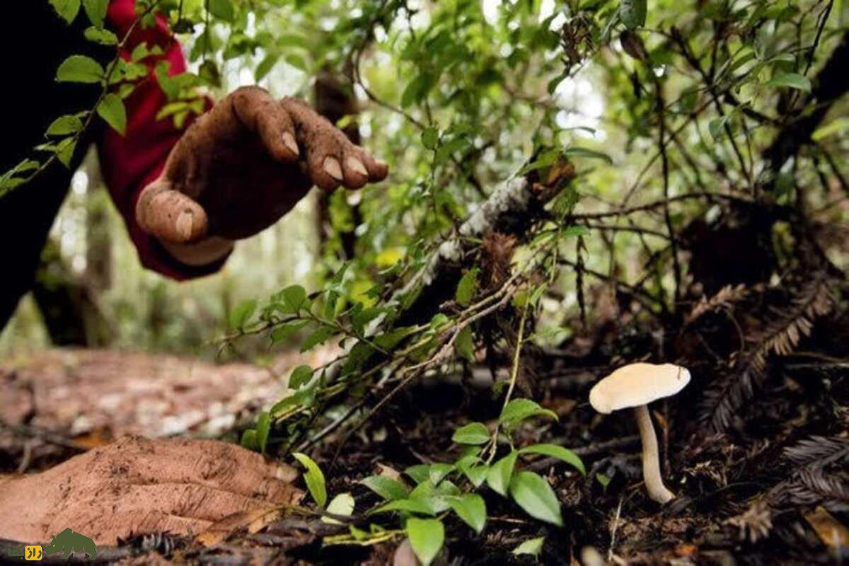 قارچ‌های سمی لرستان؛ قارچ‌های سمی این شکلی هستند و خوردن آنها ممکن است مرگبار باشد