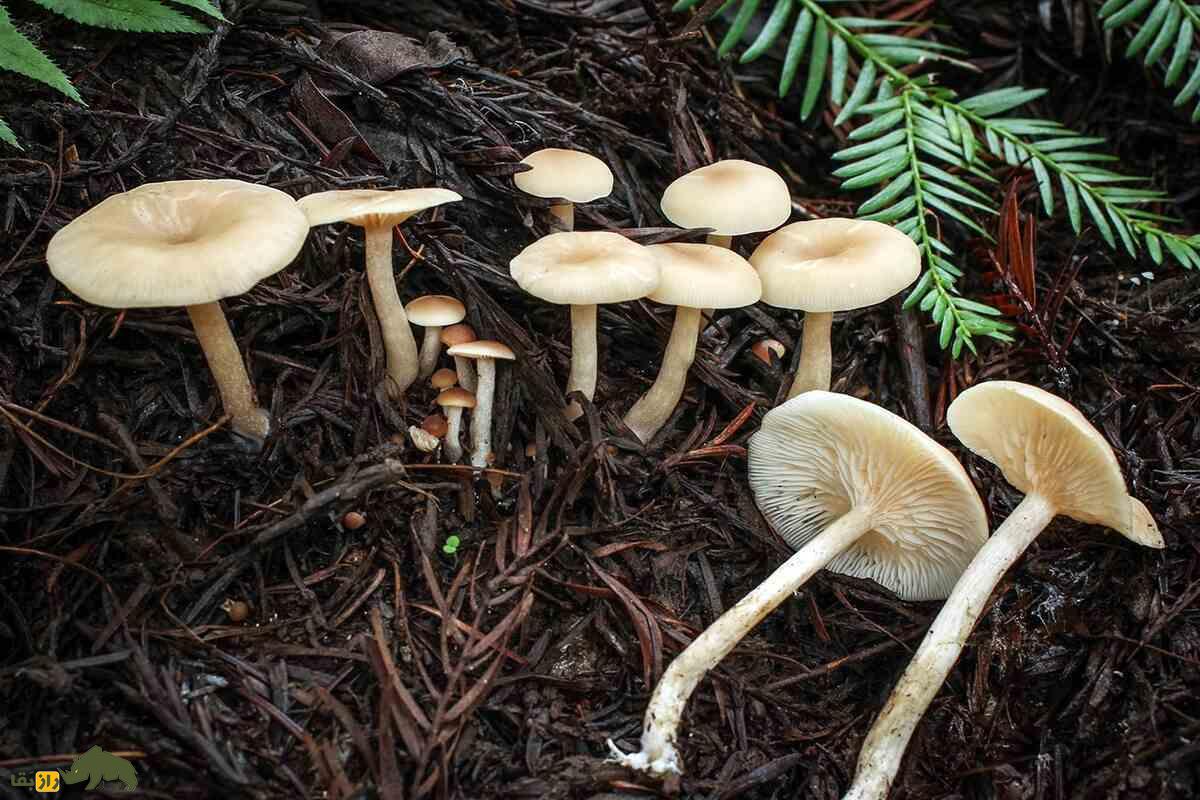 مسمومیت قارچ‌های سمی در لرستان؛ چرا این تهدید در پاییز بیشتر می‌شود و چگونه از آن جلوگیری کنیم؟