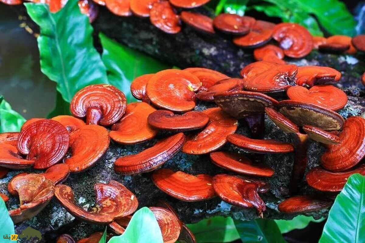 مسمومیت قارچ‌های سمی در لرستان؛ چرا این تهدید در پاییز بیشتر می‌شود و چگونه از آن جلوگیری کنیم؟