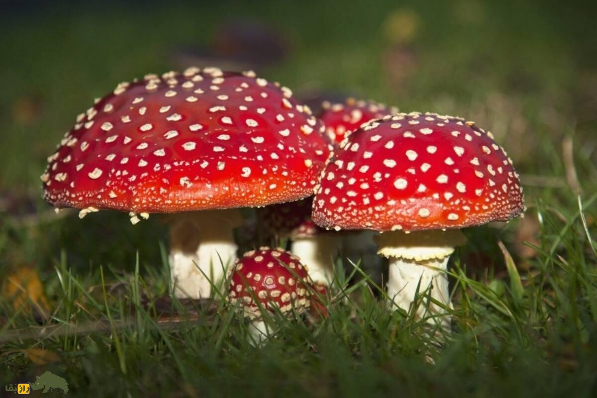 مسمومیت قارچ‌های سمی در لرستان؛ چرا این تهدید در پاییز بیشتر می‌شود و چگونه از آن جلوگیری کنیم؟