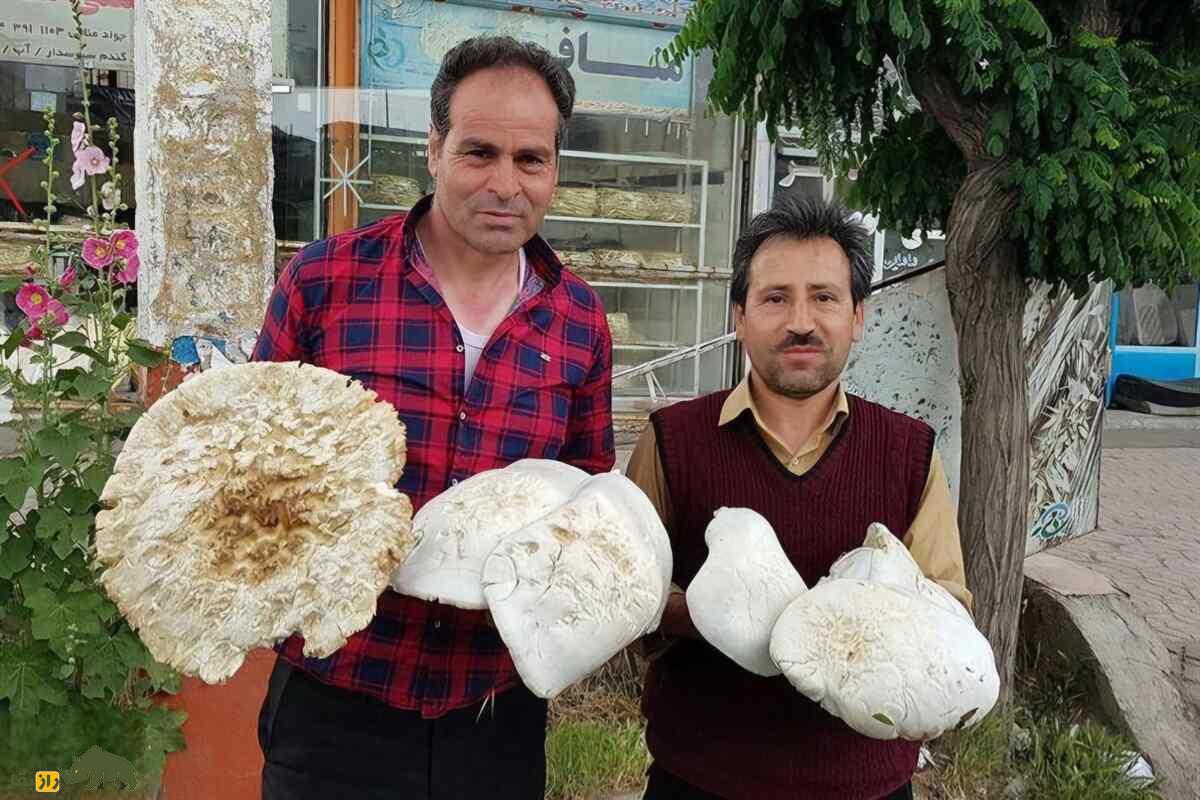 قارچ‌های خوراکی و سمی ایران؛ بیشترین قارچ ایران کجا رشد می‌کند و چطور قارچ خوراکی را از قارچ سمی تشخیص دهیم؟