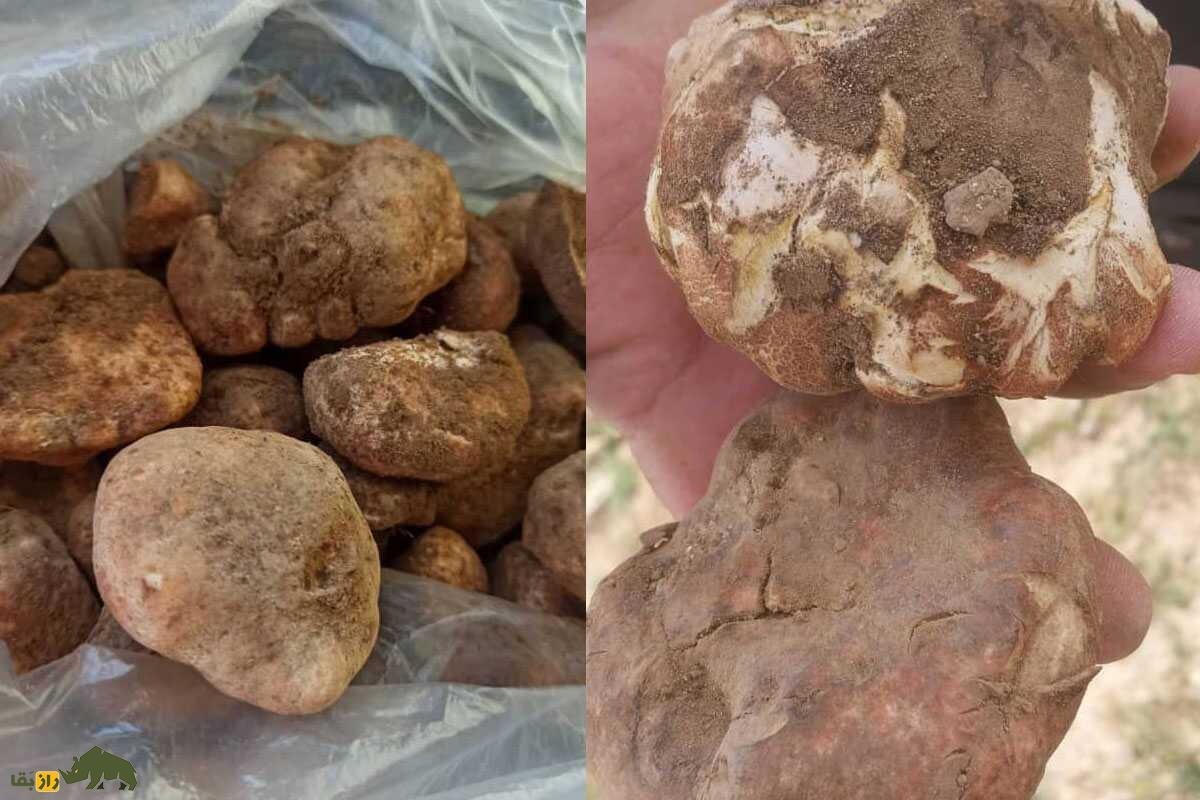 همه‌چیز درباره قارچ‌های خوراکی و سمی ایران؛ کجا‌ها رشد می‌کنند و چطور آنها را از هم تشخیص دهیم؟