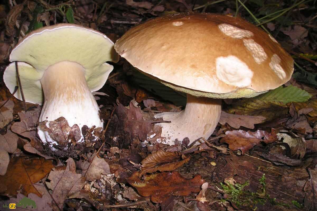 همه‌چیز درباره قارچ‌های خوراکی و سمی ایران؛ کجا‌ها رشد می‌کنند و چطور آنها را از هم تشخیص دهیم؟