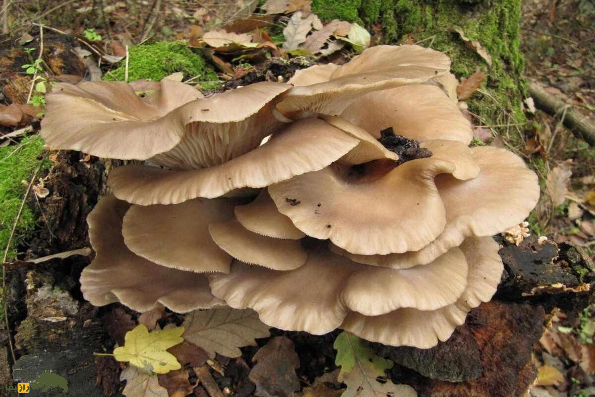 همه‌چیز درباره قارچ‌های خوراکی و سمی ایران؛ کجا‌ها رشد می‌کنند و چطور آنها را از هم تشخیص دهیم؟