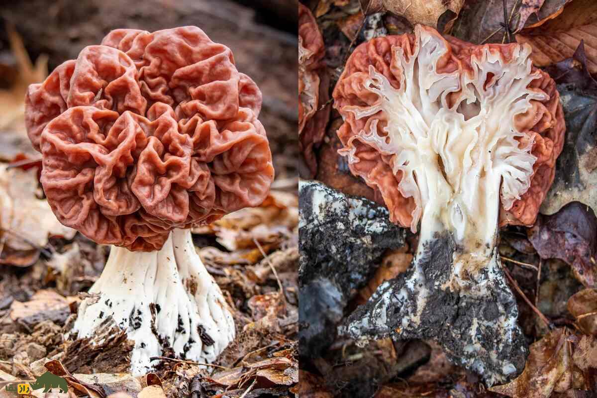 همه‌چیز درباره قارچ‌های خوراکی و سمی ایران؛ کجا‌ها رشد می‌کنند و چطور آنها را از هم تشخیص دهیم؟