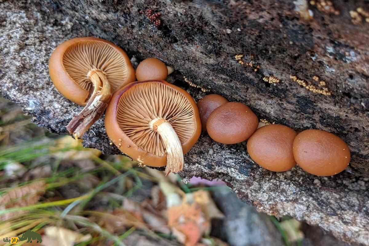 همه‌چیز درباره قارچ‌های خوراکی و سمی ایران؛ کجا‌ها رشد می‌کنند و چطور آنها را از هم تشخیص دهیم؟