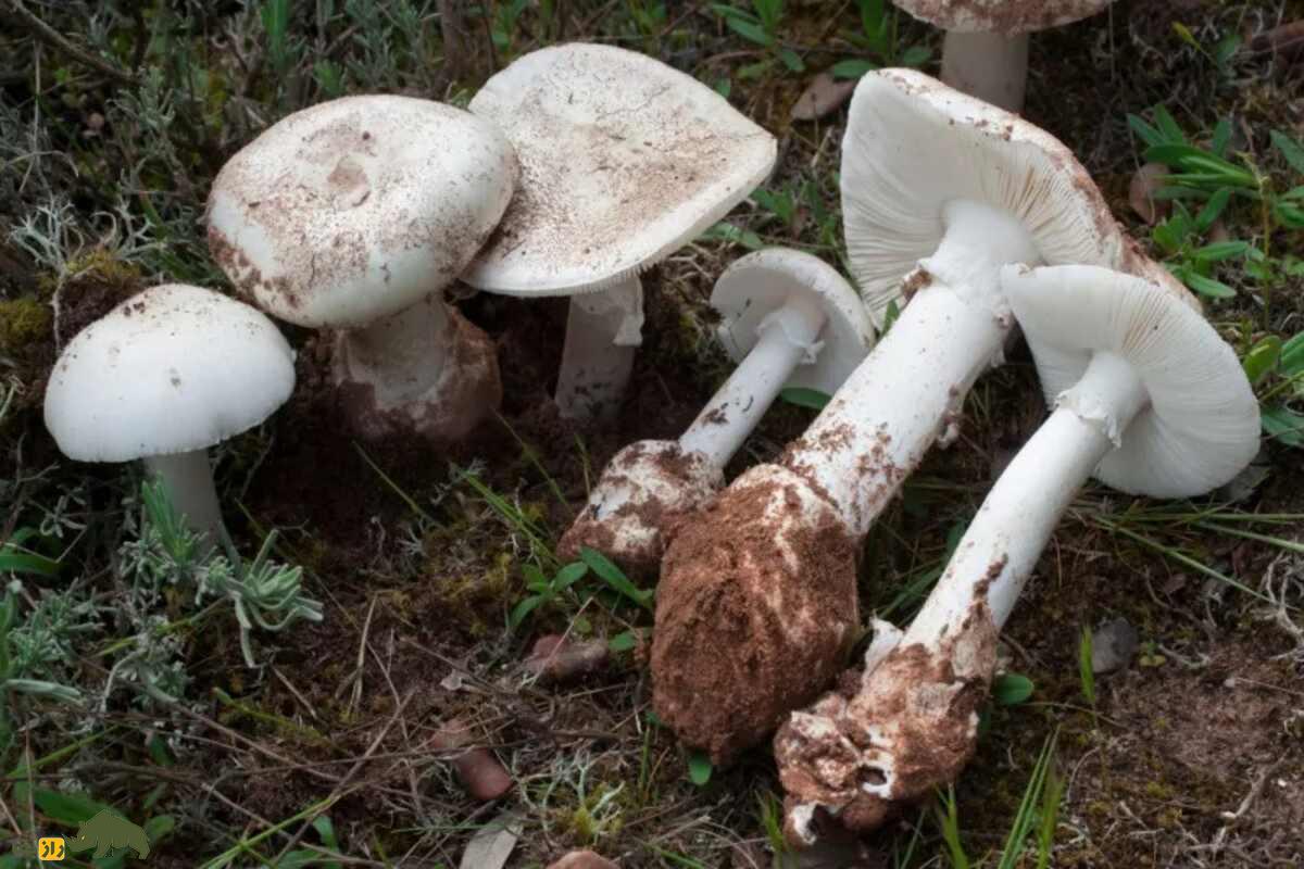 همه‌چیز درباره قارچ‌های خوراکی و سمی ایران؛ کجا‌ها رشد می‌کنند و چطور آنها را از هم تشخیص دهیم؟