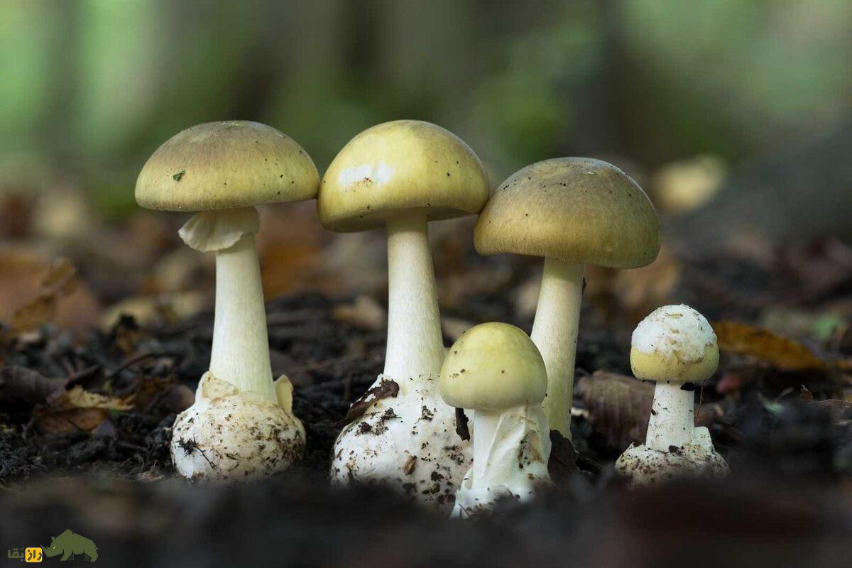 همه‌چیز درباره قارچ‌های خوراکی و سمی ایران؛ کجا‌ها رشد می‌کنند و چطور آنها را از هم تشخیص دهیم؟