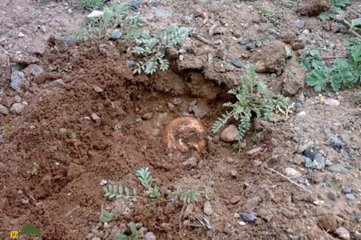 همه‌چیز درباره قارچ‌های خوراکی و سمی ایران؛ کجا‌ها رشد می‌کنند و چطور آنها را از هم تشخیص دهیم؟