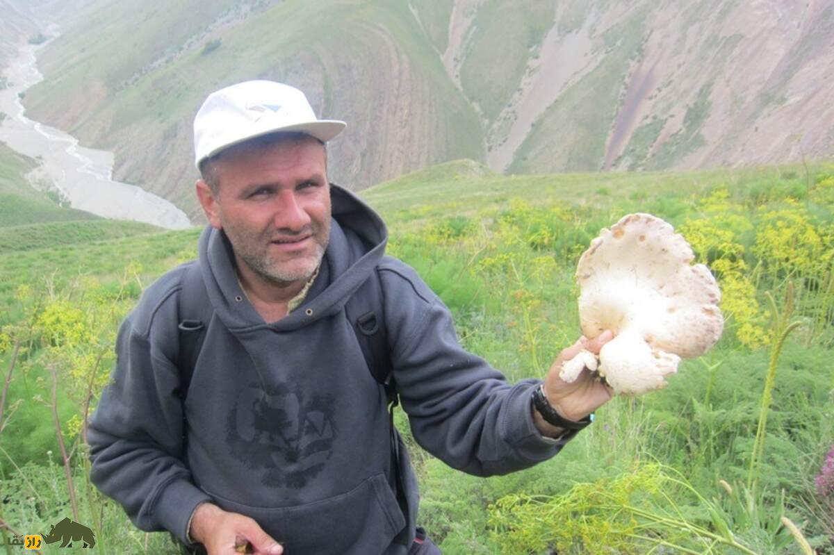 همه‌چیز درباره قارچ‌های خوراکی و سمی ایران؛ کجا‌ها رشد می‌کنند و چطور آنها را از هم تشخیص دهیم؟