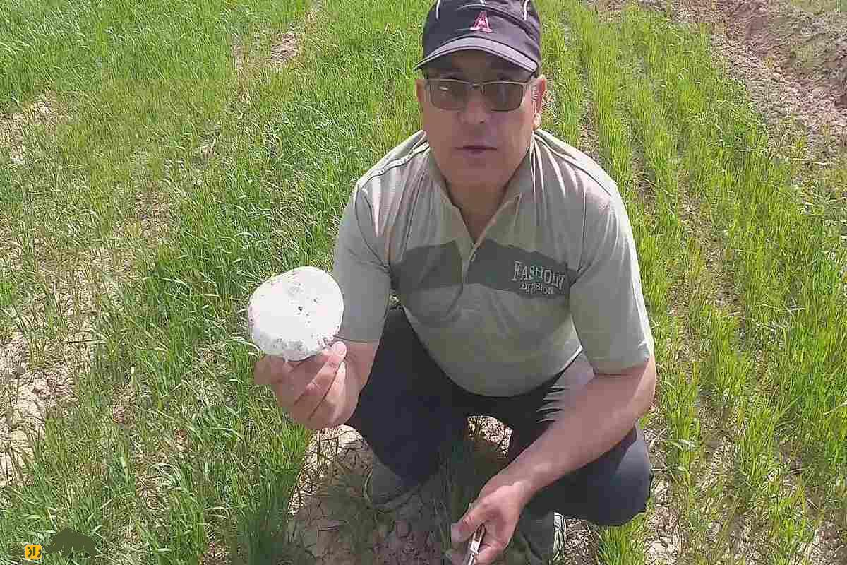 همه‌چیز درباره قارچ‌های خوراکی و سمی ایران؛ کجا‌ها رشد می‌کنند و چطور آنها را از هم تشخیص دهیم؟