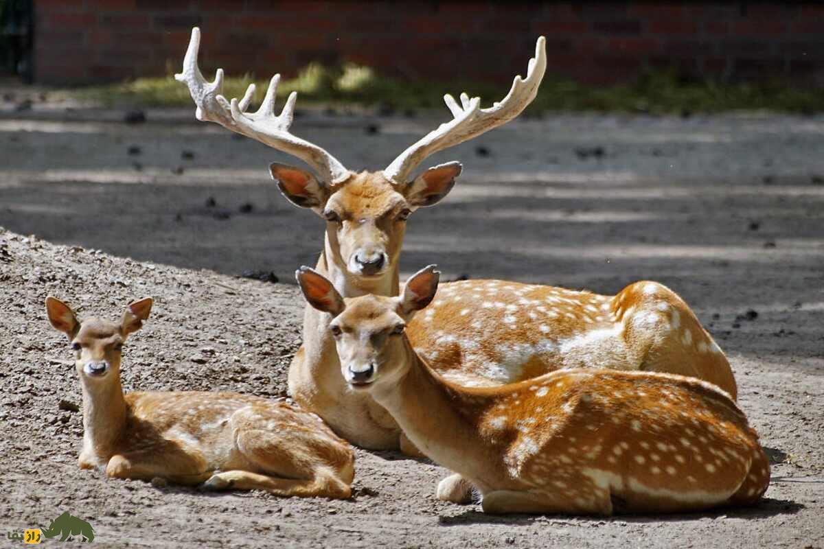 گوزن زرد ایرانی؛ گوزنی با شاخهای بلند و خالهای طلایی که تحت حفاظتترین حیوان ایران است