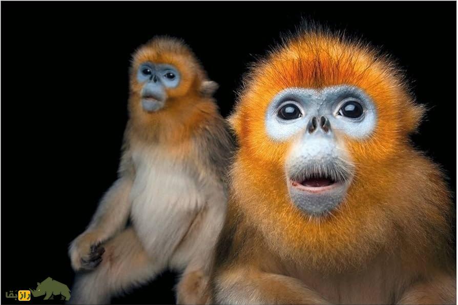 میمون بینی سربالا: موجودی رمزآلود و شگفتانگیز که عجیبترین دماغ جهان را دارد میمون بینی سربالا
