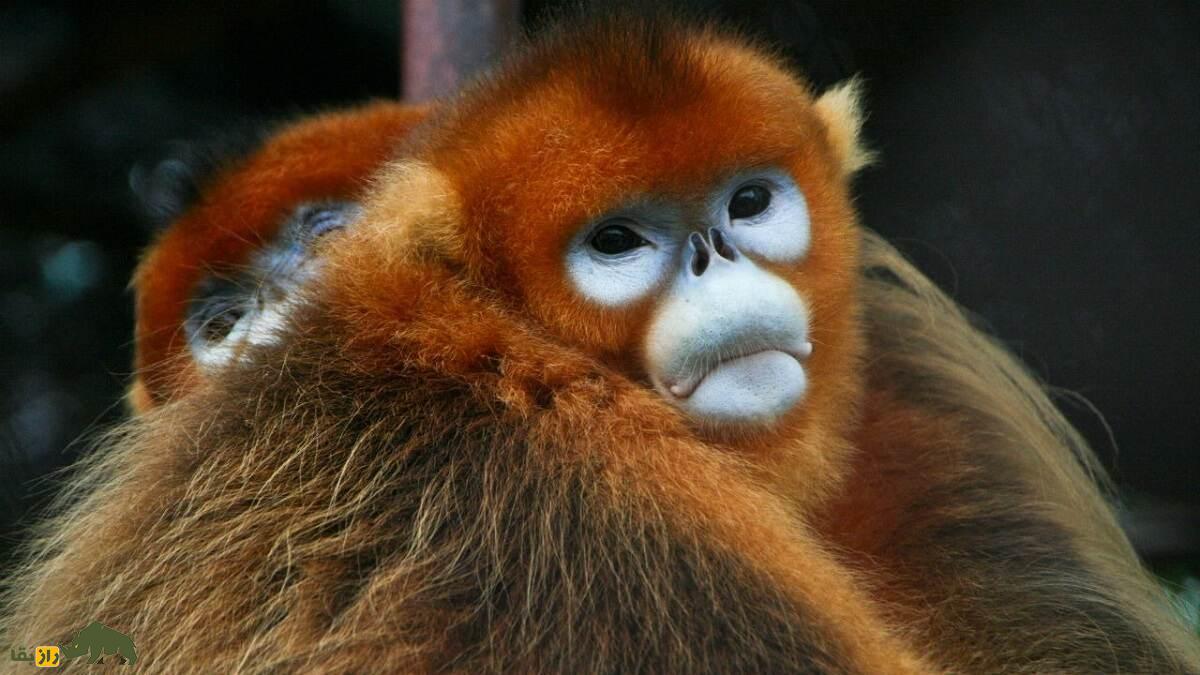 میمون بینی سربالا: موجودی رمزآلود و شگفتانگیز که عجیبترین دماغ جهان را دارد میمون بینی سربالا