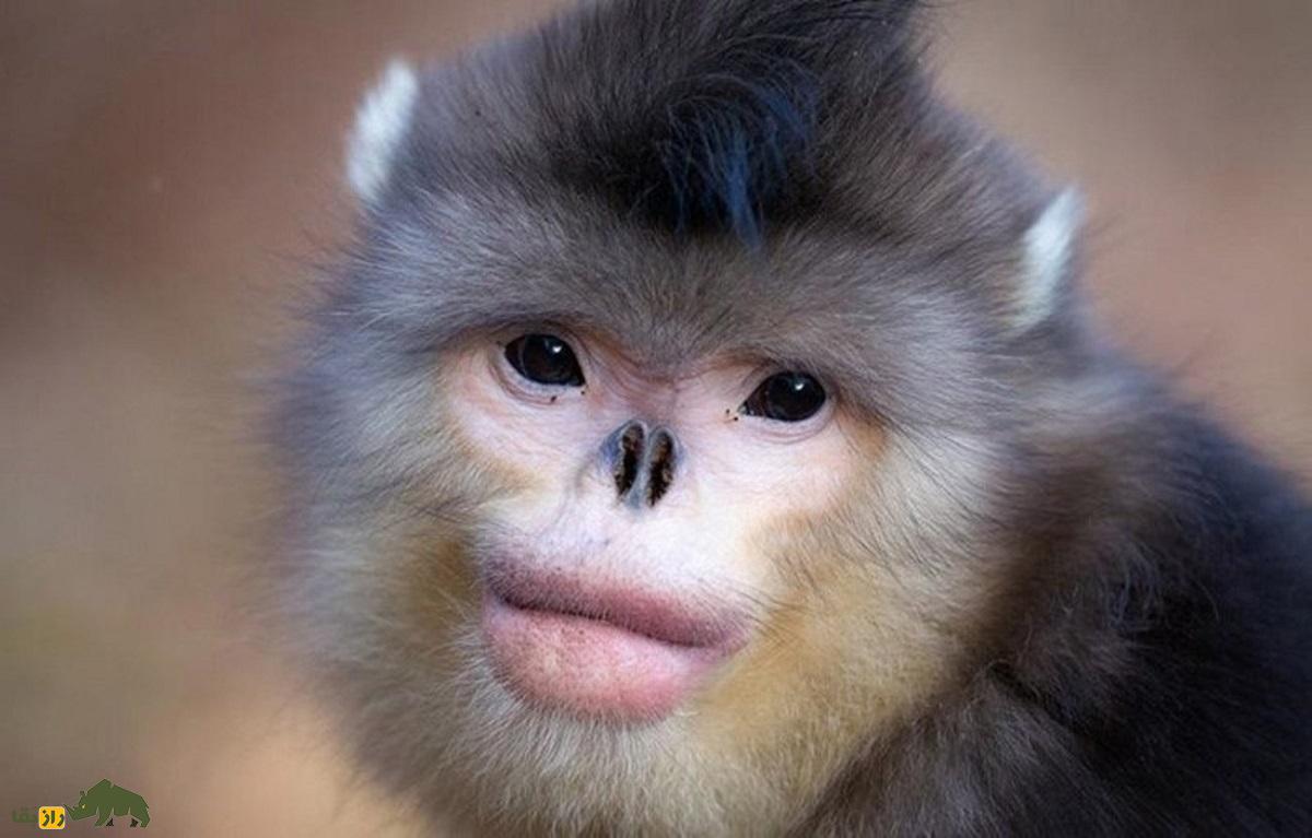 میمون بینی سربالا: موجودی رمزآلود و شگفتانگیز که عجیبترین دماغ جهان را دارد میمون بینی سربالا