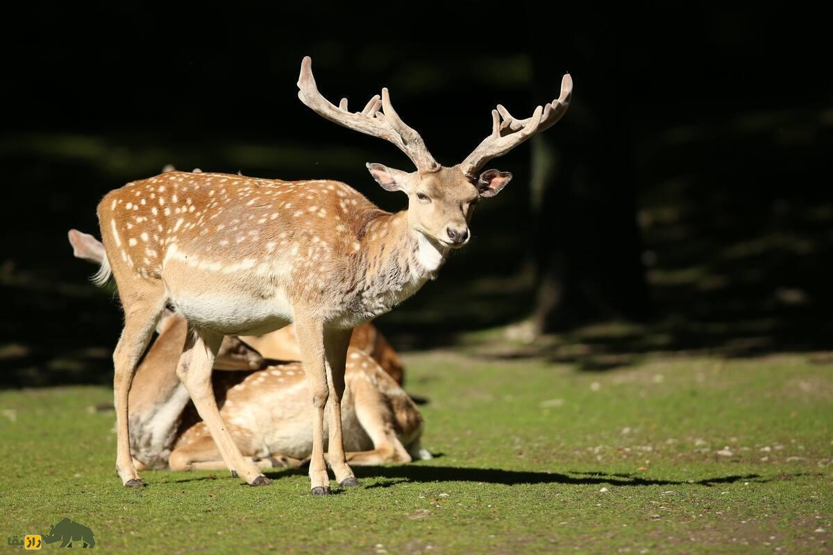 گوزن زرد ایرانی؛ گوزنی با شاخهای بلند و خالهای طلایی؛ گوزنی کمیاب با زیستگاه محدود در جنوب غرب ایران گوزن زرد ایرانی؛ گوزنی با شاخهای بلند و خالهای طلایی؛ گوزنی کمیاب با زیستگاه محدود در جنوب غرب ایران