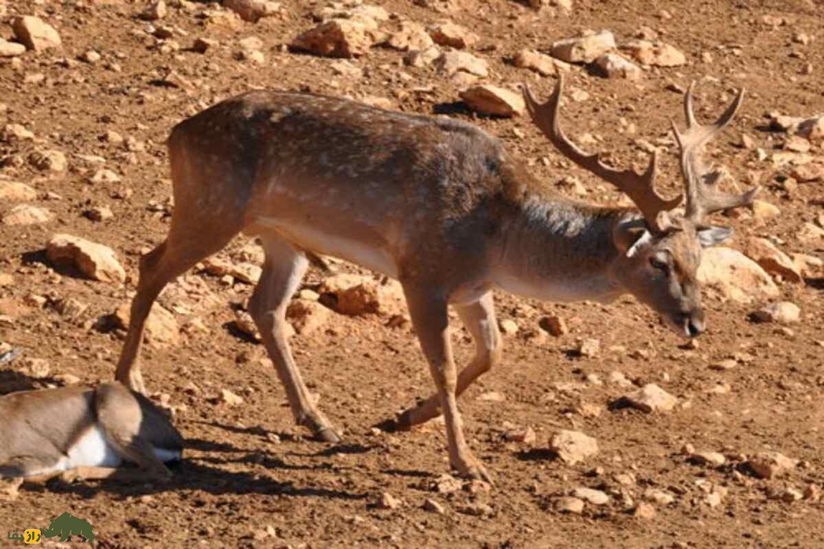 گوزن زرد ایرانی؛ گوزنی با شاخهای بلند و خالهای طلایی؛ گوزنی کمیاب با زیستگاه محدود در جنوب غرب ایران گوزن زرد ایرانی؛ گوزنی با شاخهای بلند و خالهای طلایی؛ گوزنی کمیاب با زیستگاه محدود در جنوب غرب ایران