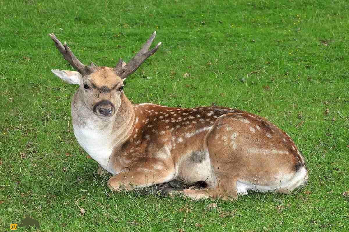 گوزن زرد ایرانی؛ گوزنی با شاخهای بلند و خالهای طلایی؛ گوزنی کمیاب با زیستگاه محدود در جنوب غرب ایران گوزن زرد ایرانی؛ گوزنی با شاخهای بلند و خالهای طلایی؛ گوزنی کمیاب با زیستگاه محدود در جنوب غرب ایران