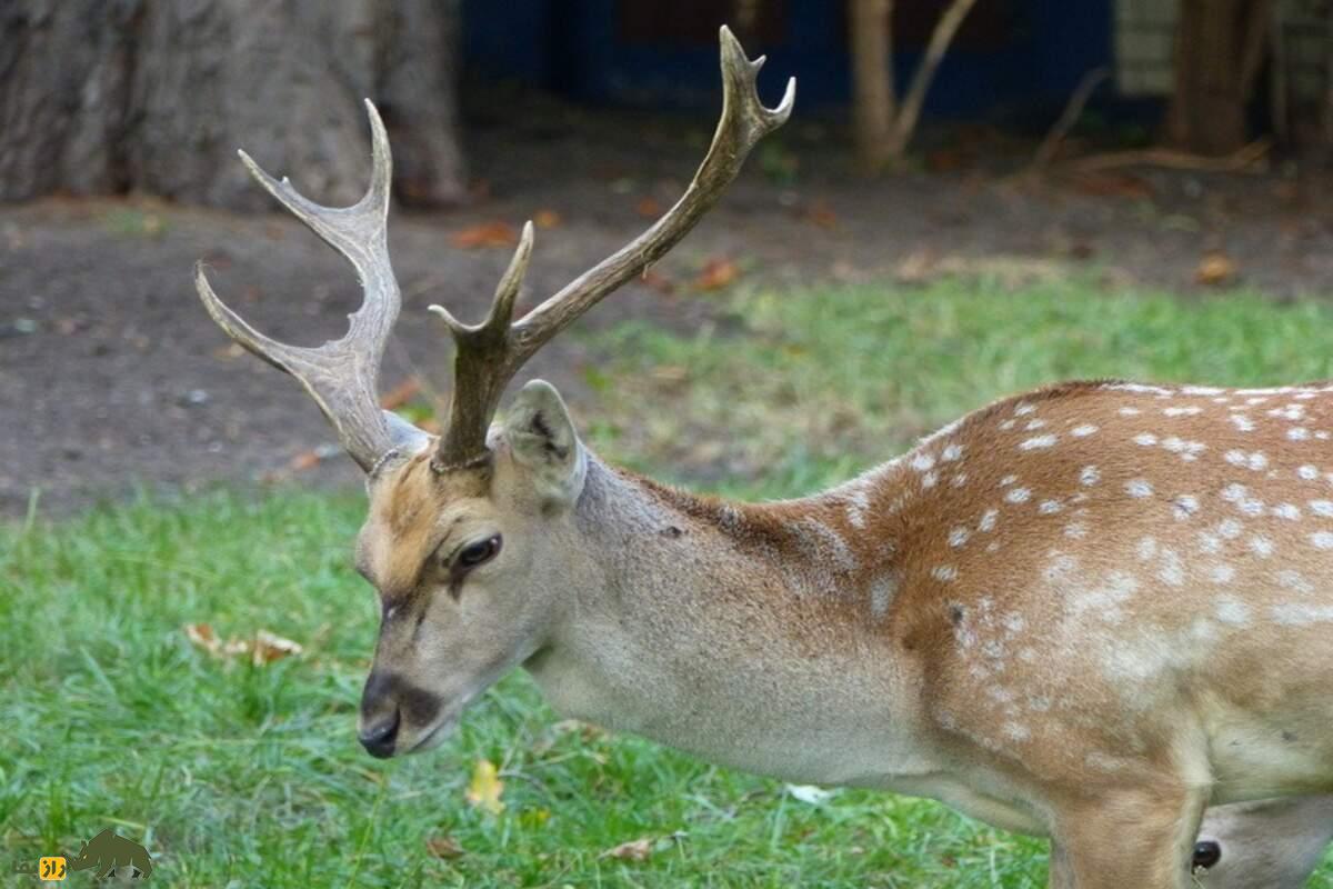 گوزن زرد ایرانی؛ گوزنی با شاخهای بلند و خالهای طلایی؛ گوزنی کمیاب با زیستگاه محدود در جنوب غرب ایران گوزن زرد ایرانی؛ گوزنی با شاخهای بلند و خالهای طلایی؛ گوزنی کمیاب با زیستگاه محدود در جنوب غرب ایران