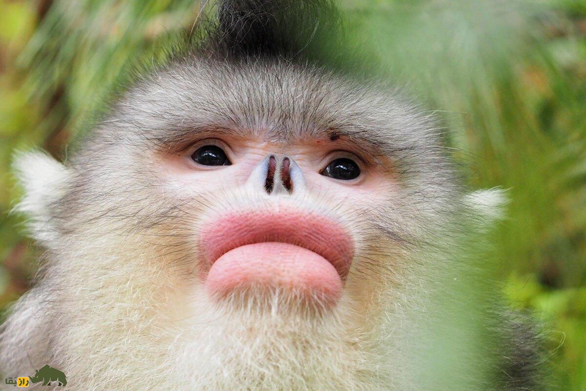 میمون بینی سربالا؛ نایابترین میمون جهان که انگار لب و دماغش را جراحی زیبایی کرده است!