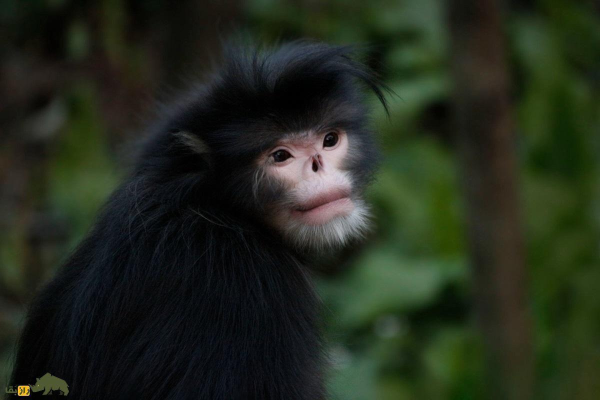میمون بینی سربالا: عجیبترین و نایابترین میمون جهان که انگار لب و دماغش را جراحی پلاستیک کرده است! میمون بینی سربالا